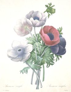 Enkel anemone, Anemone simplex, graverad av François Langlois, från valet av de vackraste blommorna och de vackraste frukterna