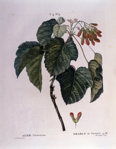 Botanisk: Lönngren. Tallrik hämtad från "" Nouveau Duhamel du Monceau eller Treats Treats Treats and Bushs Cultivated in France"" Akvarell av Pierre Joseph Redoute (1759-1840) 1819