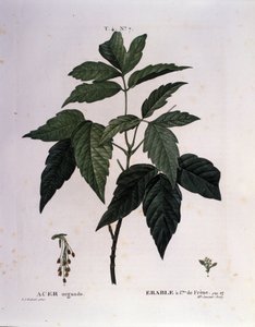 Botanisk: Lönngren. Tallrik hämtad från "" Nouveau Duhamel du Monceau eller Treats Treats Treats and Bushs Cultivated in France"" Akvarell av Pierre Joseph Redoute (1759-1840) 1819