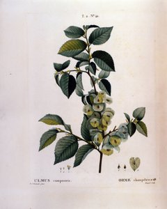 Botanik: almgren. Tallrik hämtad från "" Nouveau Duhamel du Monceau eller Treats Treats Treats and Bushs Cultivated in France"" Akvarell av Pierre Joseph Redoute (1759-1840) 1819
