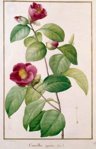 Camellia japonica Botanical Plate av Pierre Joseph Redoute (1759-1840) 1800-talets Paris, Naturhistoriska museet