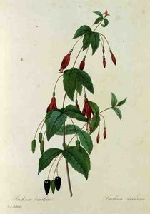 Fuchsia coccinea, från "Choice of the Most Beautiful Flowers"