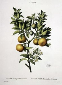 Citronträd kinesisk bigaradier - i "" New Duhamel eller avhandling om träd och buskar som vi odlar i Frankrike"", teckningar av P.J. Redouté och P. Bessa, Paris