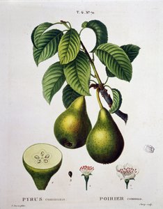 Poirier - i "" New Duhamel du Monceau eller avhandling om träd och buskar som odlar i Frankrike"", figurer enligt ritningarna av P.J. Redoute och P. Bessa, Paris