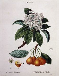 Poirier de Pollviller - i "" New Duhamel du Monceau eller avhandling om träd och buskar som odlas i Frankrike"", figurer enligt ritningarna av P.J. Redoute och P. Bessa, Paris