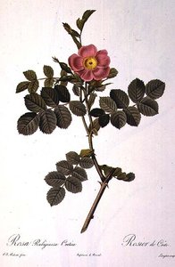 Rosa Rubiginosa Cretica, graverad av Langlois, från 