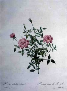 Rosa indica pumila (dvärgbengalrosa), graverad av Chapuy, från 