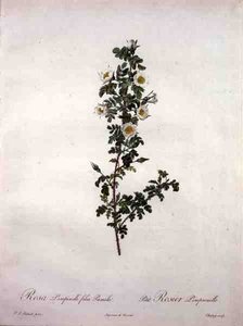 Rosa pimpinelli folia pumila (dvärg skotsk ros), graverad av Chapuy, från 