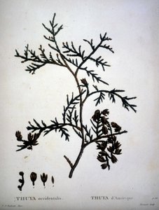 Thuya occidentalis eller amerikansk Thuya - i "" New Duhamel du Monceau eller avhandling om träd och buskar som odlar i Frankrike"", figurer enligt ritningar av P.J. Redoute och P. Bessa av Pierre Joseph (after) Redoute