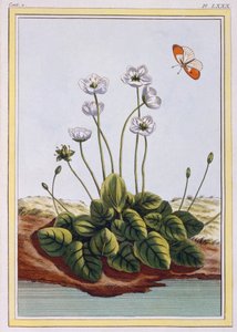 Quackgrass of Parnassus Grass of Parnassus, pub. 1776. av Pierre Joseph Buchoz