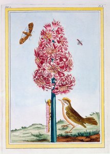 Hyacint, ca 1766 (handkolorerad gravyr) av Pierre Joseph Buchoz