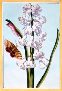 Hyacinth, pub. 1776. av Pierre Joseph Buchoz