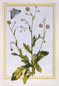 The Erigeron of Philadelphia Canadian Fleabane, pub. 1776. av Pierre Joseph Buchoz