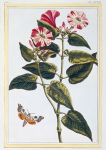 La Belle de Nuit Morning Glory, pub. 1776. av Pierre Joseph Buchoz