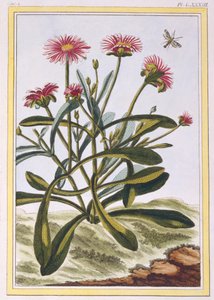 The Ficoid of Africa eller Mesembryanthemum, pub. 1776. av Pierre-Joseph Buchoz