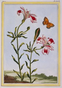 La Fleur Tachete des Incas (peruansk lilja), ca 1766 (handfärgad gravyr)