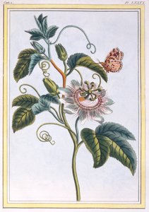 La Grenadille eller Le Maracot, pub. 1776. av Pierre Joseph Buchoz