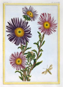 Drottningen Marguerite Aster, pub. 1776. av Pierre Joseph Buchoz
