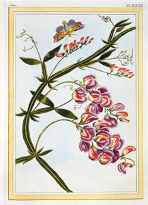 Le Grand Lathyre Everlasting Sweet Pea, pub. 1776. av Pierre Joseph Buchoz