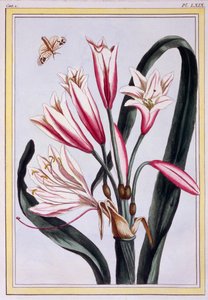 Long Leaved Amaryllis, pub. 1776. av Pierre-Joseph Buchoz