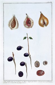 Muskotnöt, c1751-1807 av Pierre Joseph Buchoz