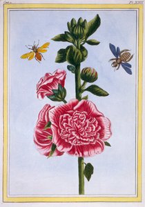 Passerose Hollyhock, pub. 1776. av Pierre Joseph Buchoz