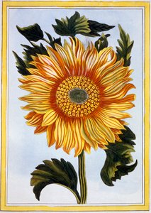 Solros, pub. 1776. av Pierre Joseph Buchoz