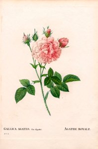 Agathe Royale ros, Rosa gallica sort. Handfärgad kopparsticksgravyr från Pierre Joseph Redoutes "" Les Roses,"" Paris av Pierre Joseph Redouté