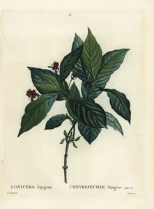 Alpin kaprifol, Lonicera alpigena. Handkolorerad stippelgravyr av Du Ruisseau efter en illustration av Pierre-Joseph Redoute från Henri Louis Duhamel du Moncels Treat des Arbres et Shrustes, Paris av Pierre Joseph Redouté