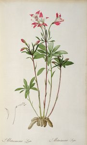 Alstraemeria Ligtu, från `Les Liliacees