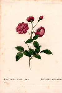 Animerande Kinaros, Rosa chinensis hybrid, Bengalen animerar. Handfärgad kopparsticksgravyr från Pierre Joseph Redoutes "" Les Roses,"" Paris av Pierre Joseph Redouté