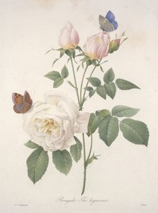Bengal Hymenal Tea, från Choice Of The Most Beautiful Flowers and Most Beautiful Fruits, 1827 (handfärgad stipplegravyr)