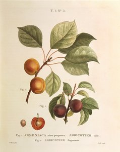 Schwarze Aprikose und Aprikosensorten: Prunus armeniaca, Armeniaca atropurpurea von Pierre Joseph Redoute