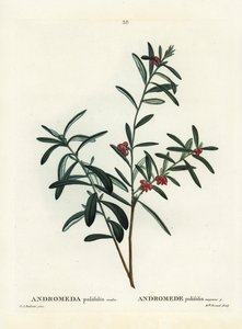 Myrrosmarin, Andromeda polifolia. Handkolorerad stipplegravyr av efter en illustration av Pierre-Joseph Redoute från Henri Louis Duhamel du Monceaus Treat des Arbres et Shrustes, Paris av Pierre Joseph Redouté