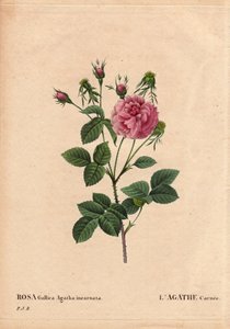 Botanisk tavla, blomma, rosor: Agathe carnee (Rosa gallica agatha incarnata). Okänt ursprung, hybridarter av Rose Gallica Damask. I "" Rosorna", volym 2 av Pierre Joseph Redoute (1759-1840) av Pierre Joseph Redouté