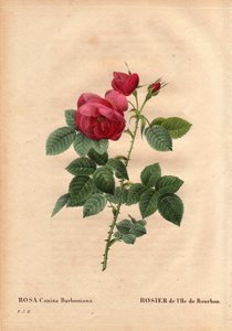 Botanisk tavla, blomma, rosvariant: Bourbon Island Rose (Rosa canina burbonia). Odlad 1821 i trädgårdarna i Neuilly, Frankrike av Monsieur Jacques med frön från ön Bourbon. I "" Les Roses", volym 2 av Pierre Joseph Redoute (1759-184 av Pierre Joseph Redouté
