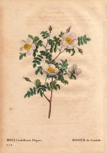 Botanisk tavla, blomma, rosvariant: De Candolles vita ros eller Rose de Candolle (Rosa candolleana elegans). Vildros, upptäckt i södra Europa och döpt till De Candolle 1819. I "" Les Roses", volym 2 av Pierre Joseph Redoute (1759-1840) av Pierre Joseph Redouté