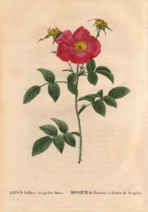 Botanisk tavla, blomma, rosvariet: Provinros med Stapeliablomning (Rosa Gallica Stapeliae flora), troligen utrotad art. I "" Les Roses", volym 2 av Pierre Joseph Redoute (1759-1840) av Pierre Joseph Redouté