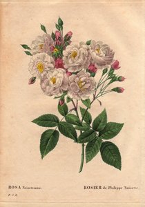 Botanisk tavla, blomma, rosvariant: Rose of Philippe hasselnöt (Rosa noisettiana). Hybridarter av ros moschata chinensis odlade i USA av John Champney och introducerades till Frankrike av Philippe Noisette 1814. I "" Les Roses", volym 2 av av Pierre Joseph Redouté