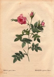 Botanisk tavla, blomma, rosvariet: Ros med små blommor (Rosa parviflora eller Rosa parviflora) från Nordamerika. I "" Les Roses", volym 2 av Pierre Joseph Redoute (1759-1840) av Pierre Joseph Redouté