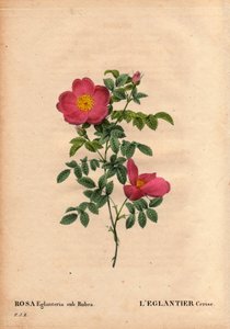 Botanisk tavla, blomma, rosvariet: Körsbärseglantier (Rosa eglanteria sub rubra) repertoar i Monsieur Vilmorins växthus, cirka 1820 och erhållen av frön från den gula rosen foetida. I "" Les Roses", volym 2 av Pierre Joseph Redoute av Pierre Joseph Redouté