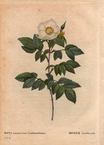 Botanisk tavla, blomma, rosor: Leschenaultrosen (Rosa sempervirens Leschenaultiana). Upptäckt av Monsieur Leschenault på Nilgiri (eller Nilagiri eller Nilgiris) även kallad Blue Mountains of India. I Tamil Nadu-regionen, före 1824. I "" L av Pierre Joseph Redouté