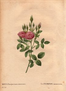 Botanical Board, Flower, Rose Variete: Den glittrande pompontypen "" Rose de Meaux" (Rosa Pomponiana muscosa) upptäcktes i en trädgård i västra England omkring 1801. I "" Les Roses", Volym 2 av Pierre Joseph Redoute ( 1759-1840) av Pierre Joseph Redouté