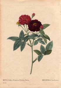 Botanisk tavla, blomma, rosvariant: Van Eeden Rose (Rosa Gallica Purpurea Velutina Parva). Odlad i Nederländerna av Van Eeden före 1810. I "" Les Roses", volym 2 av Pierre Joseph Redoute (1759-1840) av Pierre Joseph Redouté
