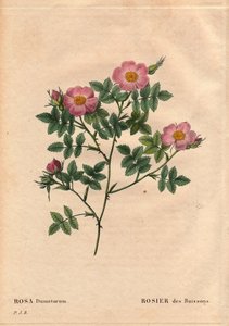 Botanisk tavla, blomma, rosvariant: buskros (Rosa dumetorum). Från familjen av hundrosor från Europa och Asien, upptäckt före 1821. I "" Les Roses", volym 2 av Pierre Joseph Redoute (1759-1840) av Pierre Joseph Redouté