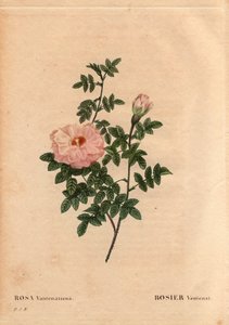 Botanisk tavla, blomma, ros variant: Rose Ventenat. (Rosa ventenatiana), okänt ursprung. I "" Les Roses", volym 2 av Pierre Joseph Redoute (1759-1840) av Pierre Joseph Redouté