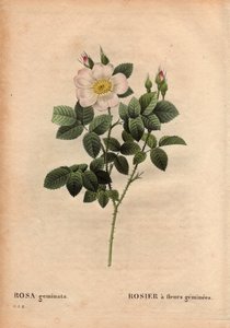 Botanisk tallrik, blomma, rosvariant: Ädelstensblommig ros. (Rosa geminata). Upptäckt av professor Rau, nära Würzburg, Tyskland före 1820. I "" Les Roses", volym 2 av Pierre Joseph Redoute (1759-1840) av Pierre Joseph Redouté