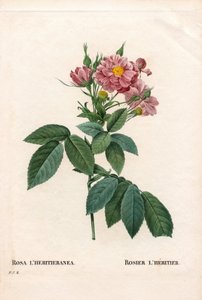 Boursault ros, Rosa l