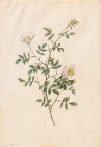 Brier Bush Rose eller Dog Rose (Rosa Sepium Rosea) av Pierre Joseph Redouté