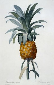 Bromelia Ananas (handfärgad gravyr) av Pierre Joseph Redouté